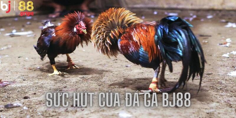 Đá Gà BJ88 - Trải Nghiệm Xem Đá Gà Trực Tuyến 2026 5 Kèo cược hấp dẫn mang tới sự kịch tính khó cưỡng